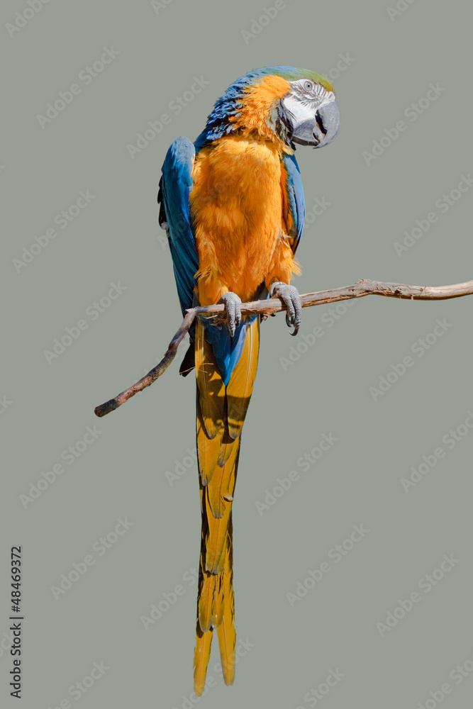 Naklejka premium Gelbbrustara freigestellt