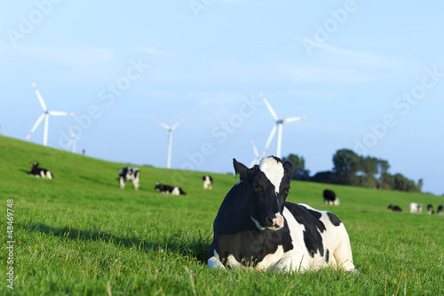Holstein dairy cow resting on grass