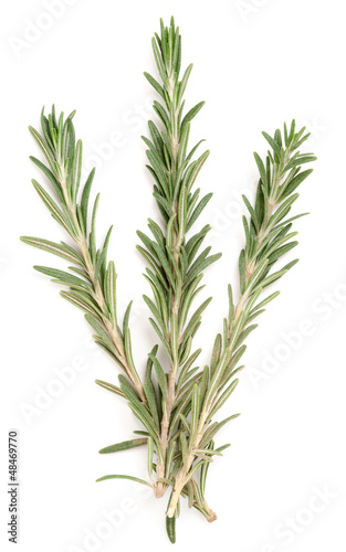 Rosemary on white surface