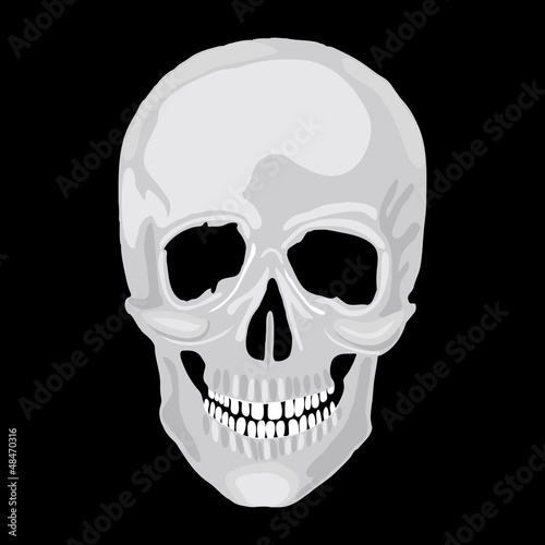 Human skull model.