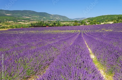 Lavendelfeld - lavender field 33