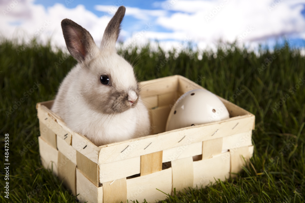 Obraz premium Baby bunny 