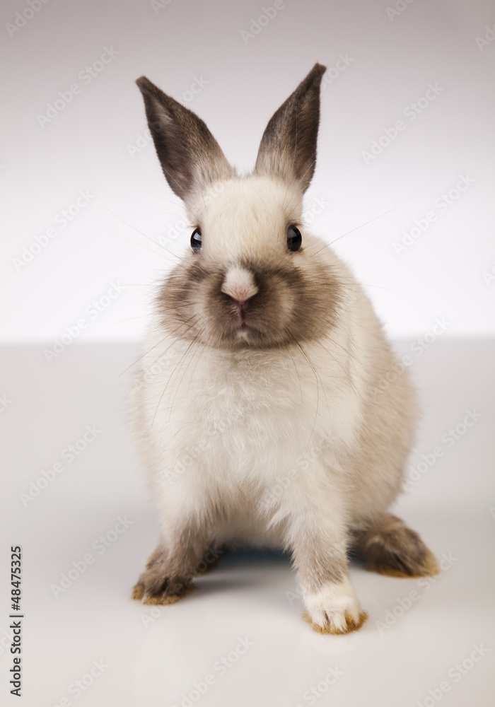 Obraz premium Little rabbit on white background