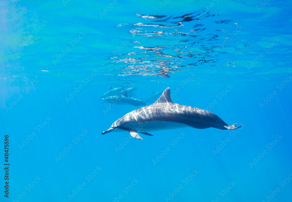 Fototapeta premium Dolphins