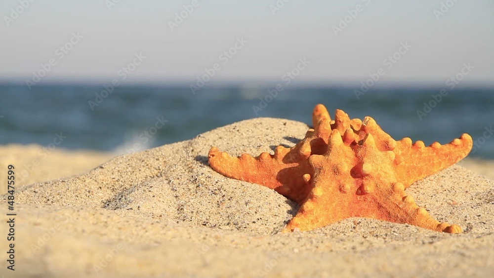 Starfish on background of the beach Starfish on background of the beach