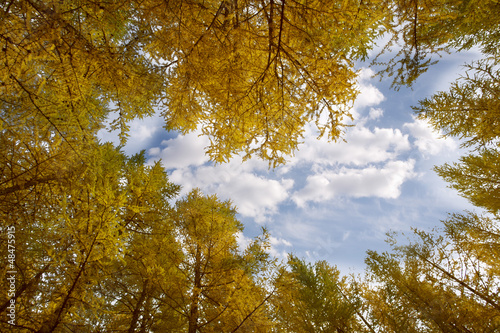 golden autumn of the birch woods