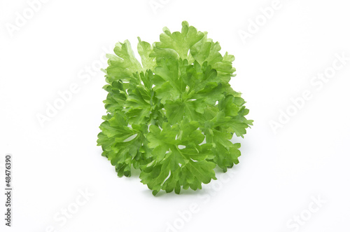 curly leaf parsley