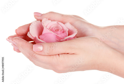 Pink rose with hands on white background