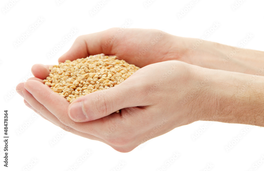 man hands with grain, isolated on white man hands with grain, isolated on white
