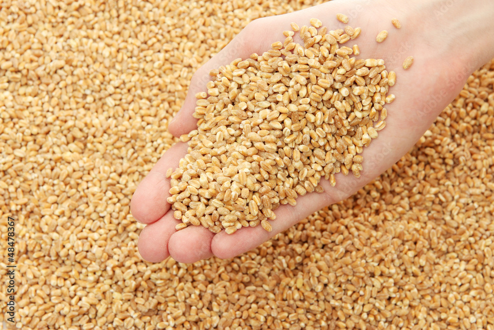 man hand with grain, on wheat background man hand with grain, on wheat background