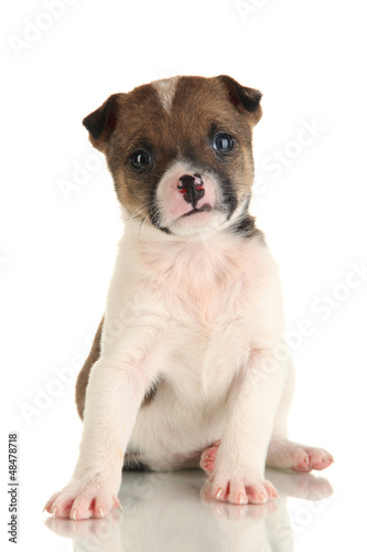 Beautiful little puppy isolated on white