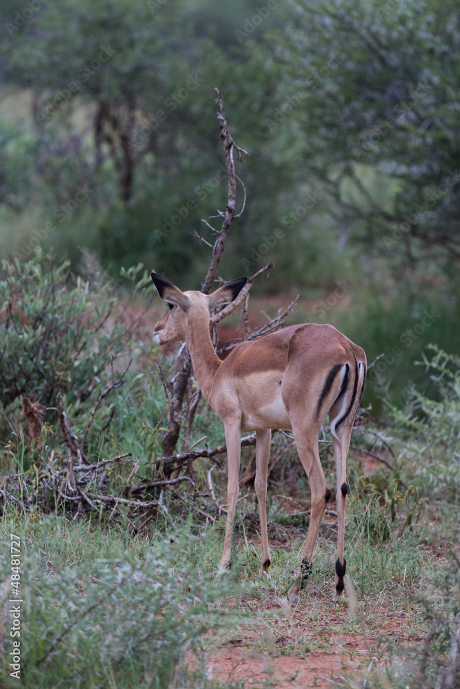 Naklejka premium Antilope sauteuse (Springbok) d'Afrique du Sud