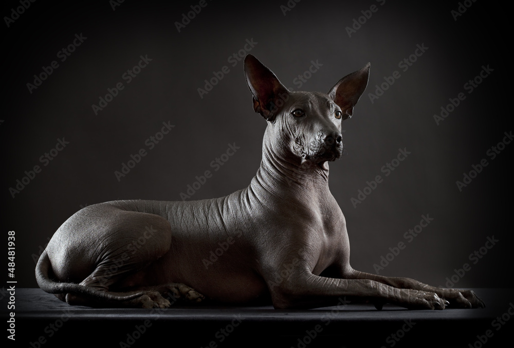 Hairless xoloitzcuintle dog on low key photo