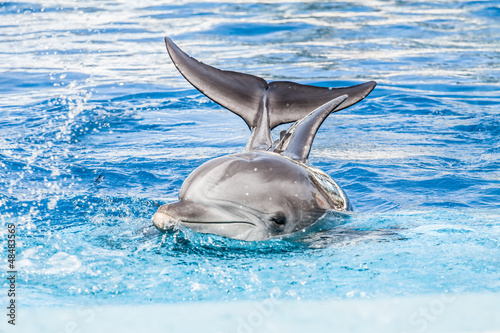 Dolphins swim in the pool