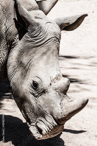 Portrait of a black  hooked-lipped  rhinoceros  South Africa