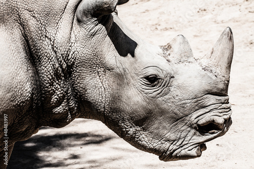 Portrait of a black (hooked-lipped) rhinoceros, South Africa