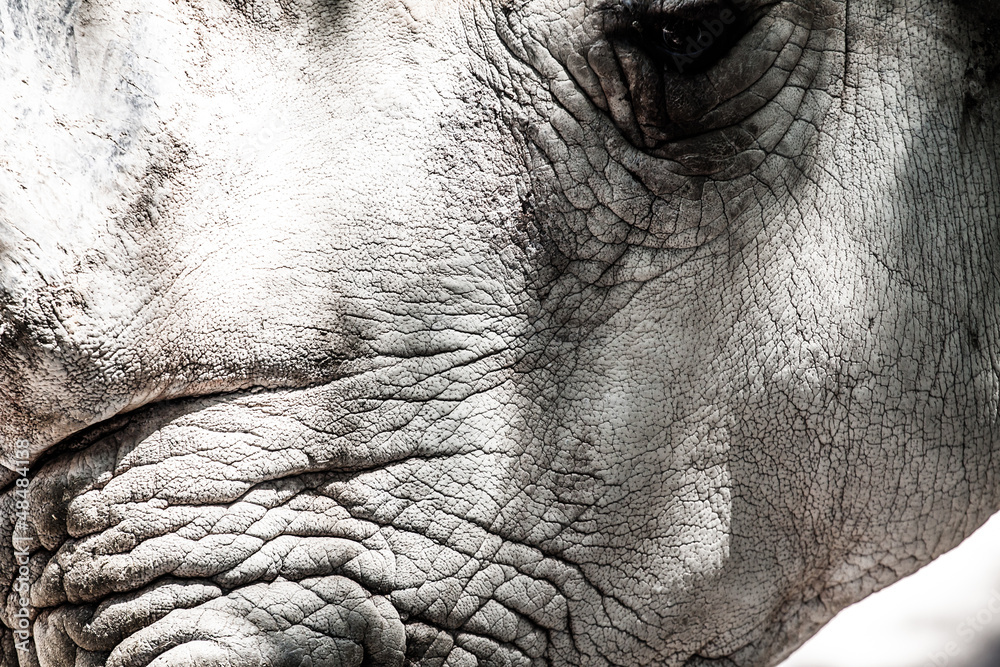 Portrait of a black (hooked-lipped) rhinoceros, South Africa Portrait of a black (hooked-lipped) rhinoceros, South Africa