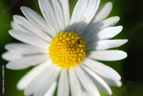 MARGARITA BLANCA Y AMARILLA  FRESCA  FLORECER  FLORA