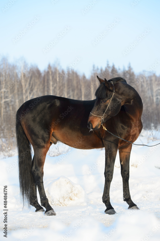 Bay horse portrait in winter