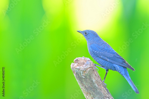 Blue Rock Thrush bird