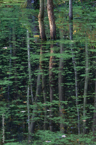 trees reflection in green pond