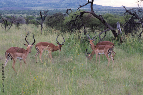 Antilope sauteuse  Springbok  d Afrique du Sud