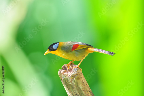 Golden Bird (Silver-eared Mesia)