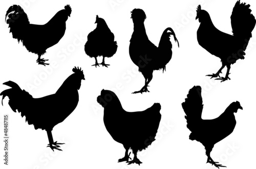 seven black roosters isolated on white