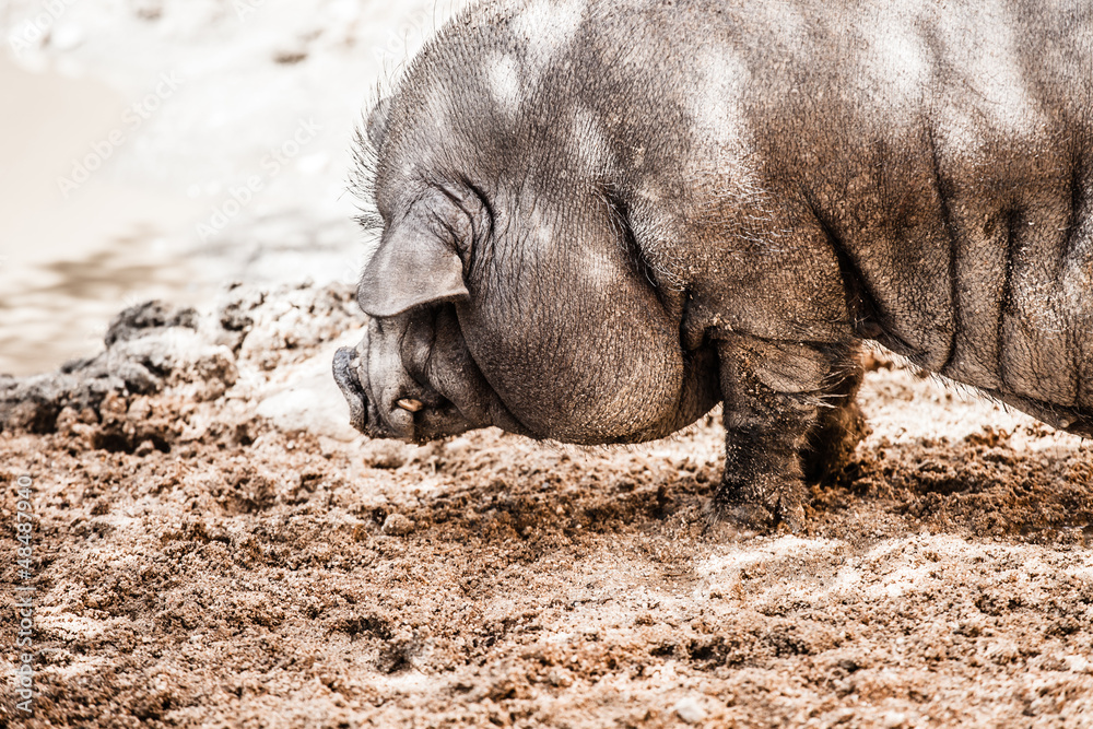 Vietnamese pot-bellied pig. Sus scrofa var. domestica. Vietnamese pot-bellied pig. Sus scrofa var. domestica.