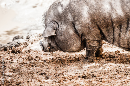 Vietnamese pot-bellied pig. Sus scrofa var. domestica.