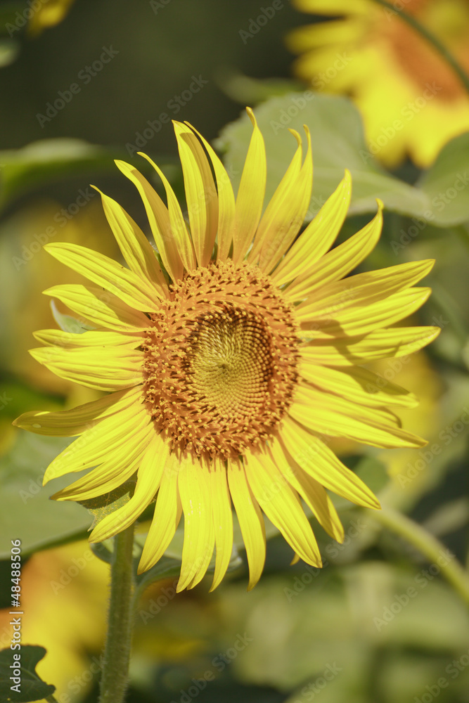 Obraz premium sunflower field