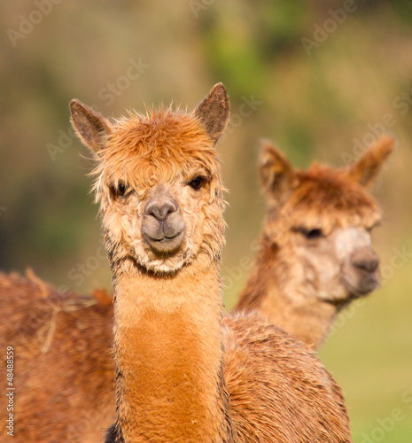 Brown Alpacas like Llamas #48488559