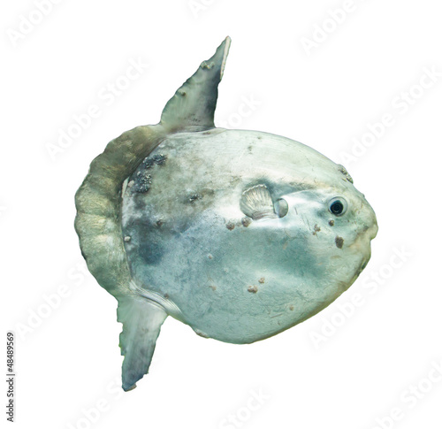 Ocean sunfish (Mola mola) in captivity photo