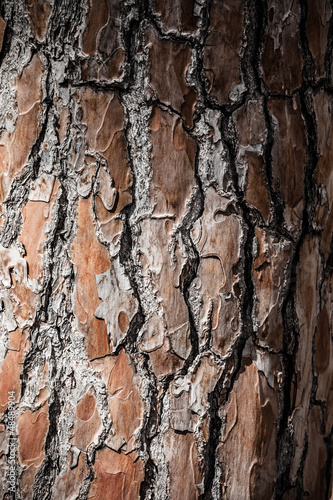 wood bark as perfect background