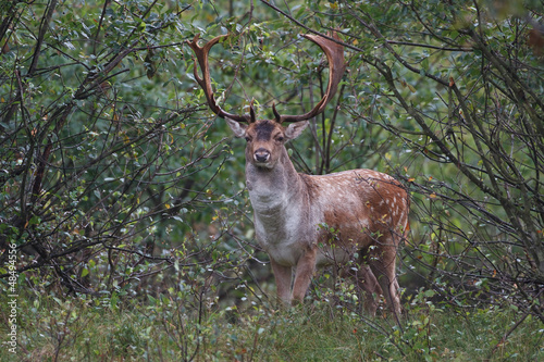a fallow deer during the rutting season