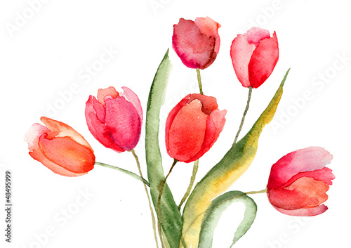Beautiful Tulips flowers