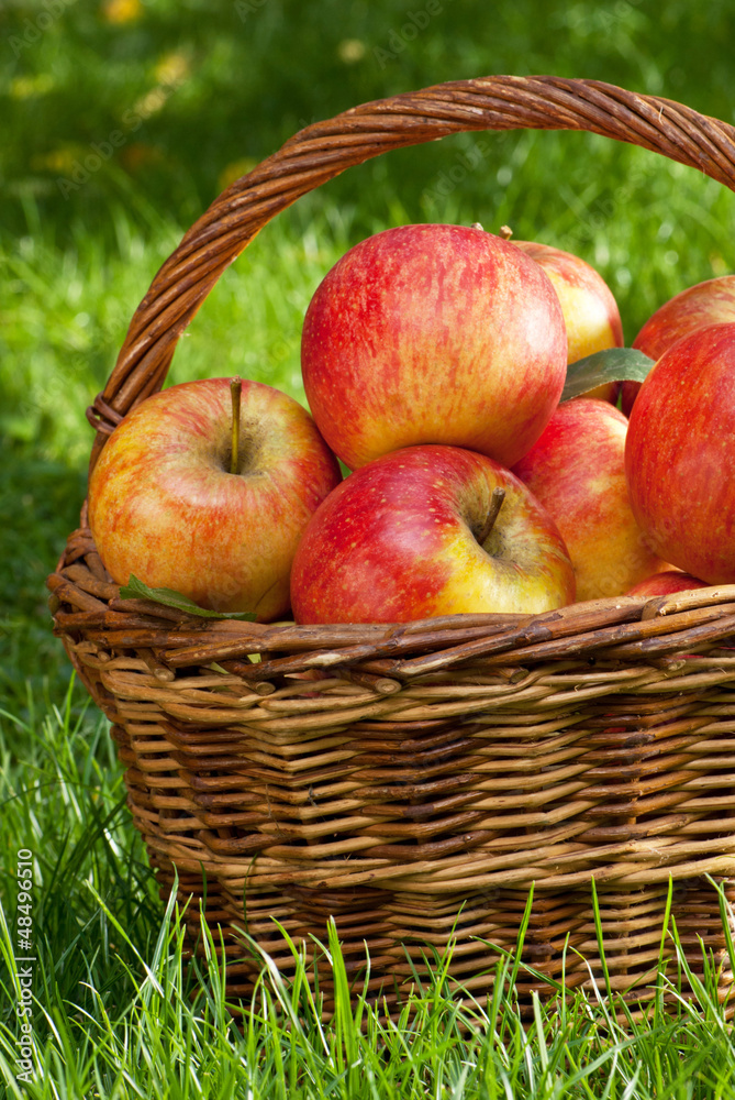 apples apples