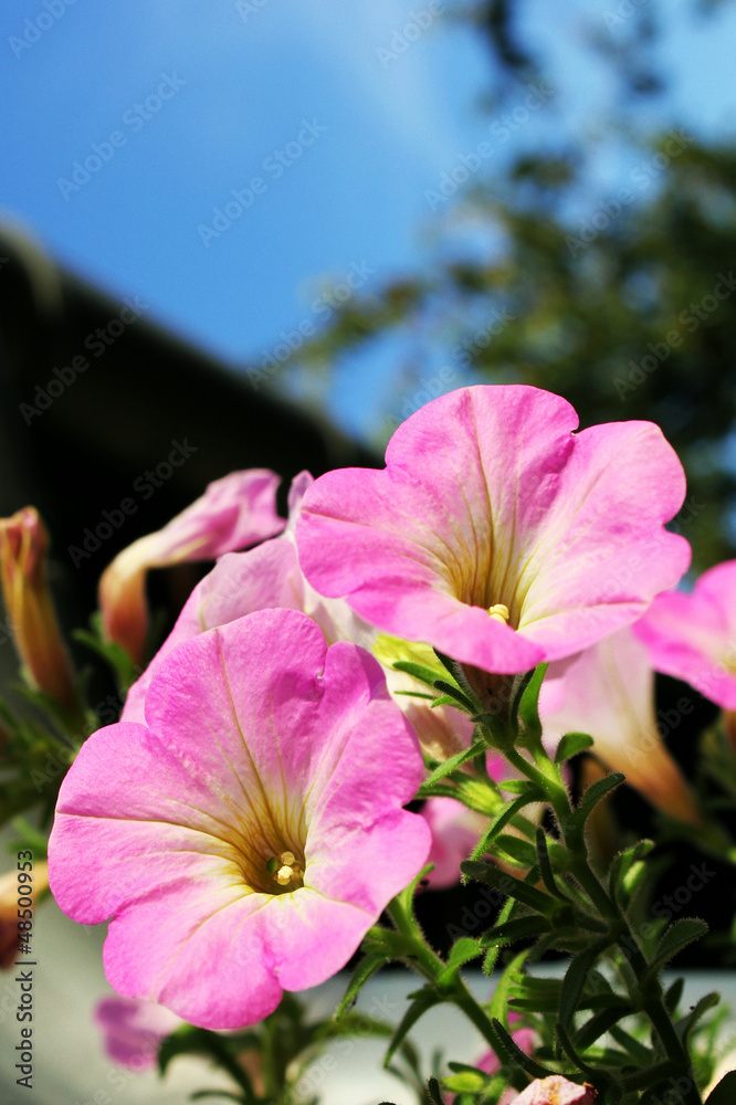 pink petunia blossom pink petunia blossom