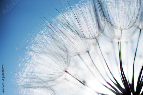 abstract dandelion flower background  closeup with soft focus