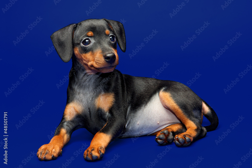 Miniature Pinscher puppy, 2 months old Miniature Pinscher puppy, 2 months old