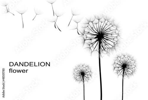 dandelion flower  on a white background  silhouette