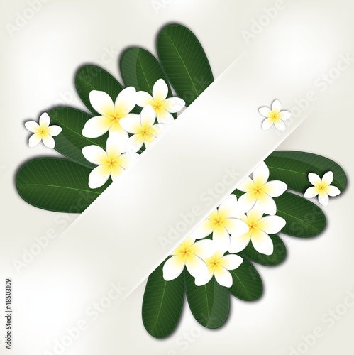 Plumeria_ flower background photo