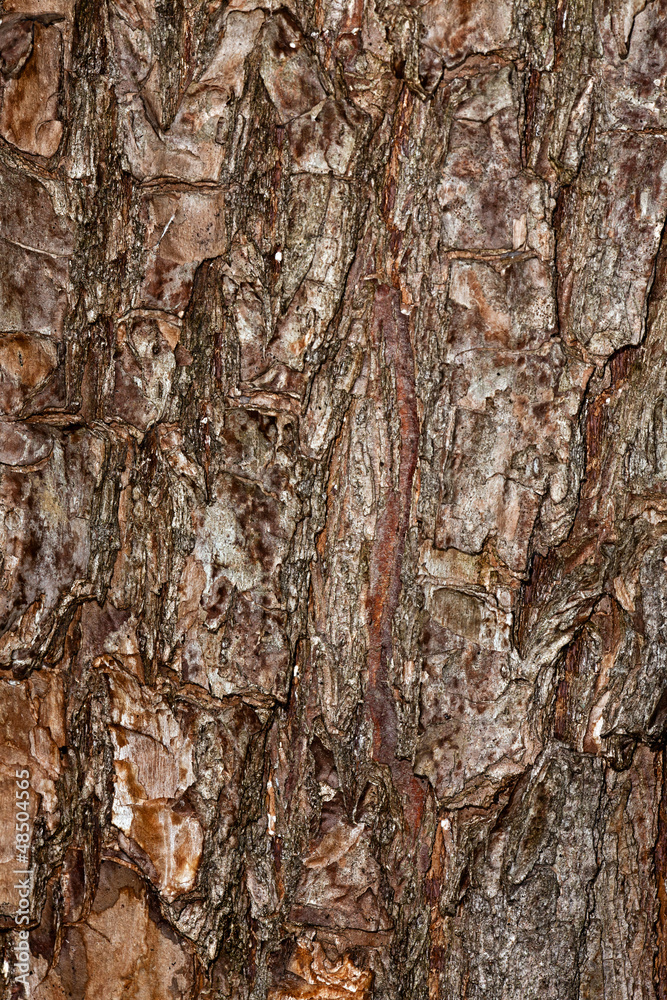 Tree bark Tree bark