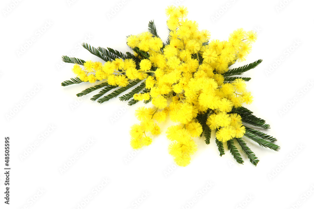 mimosa mimosa