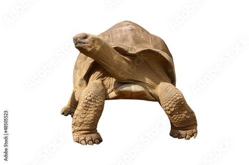 Gian Tortoise to use for retouche photo