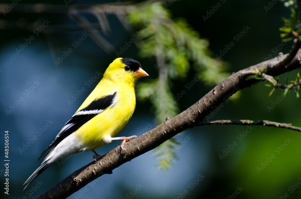 Male American Goldfinch Perched in a Tree Male American Goldfinch Perched in a Tree