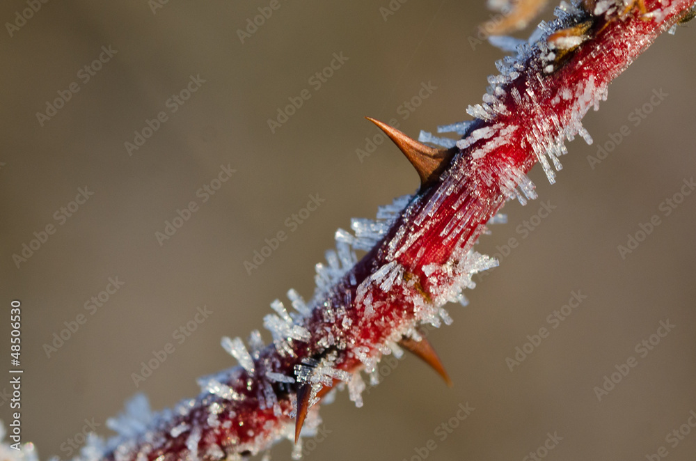 Naklejka premium Frost Covered Thorn