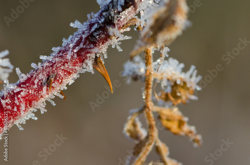 Frost Covered Thorn