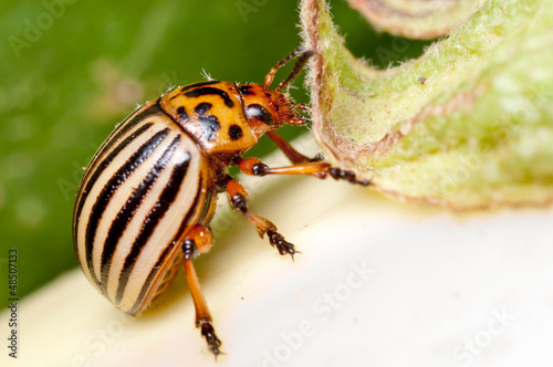 Colorado Potato Beetle on eggplant photo