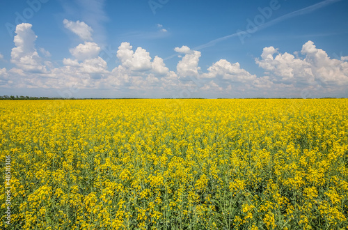 flower of oil rapeseed